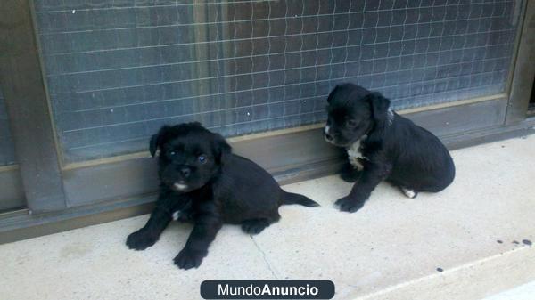 URGE REGALO CACHORROS HEMBRAS