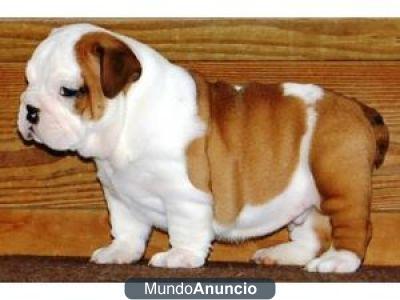 cachorros bulldog inglés