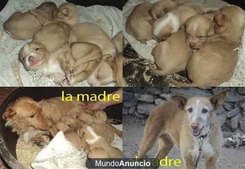 Camada de Podenco Portugués