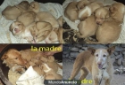 Camada de Podenco Portugués - mejor precio | unprecio.es