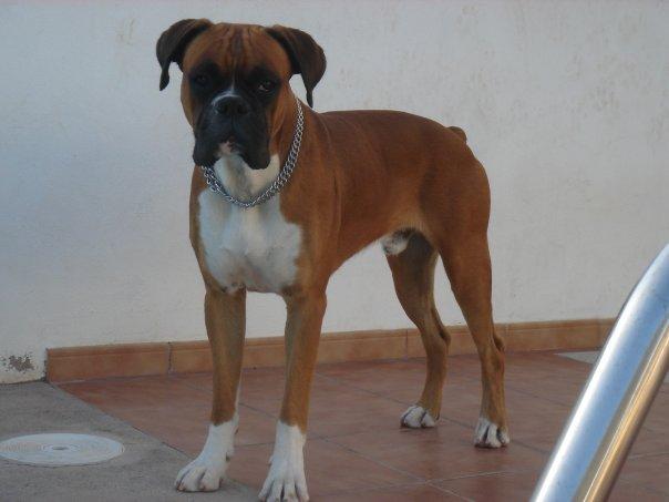 BUSCO NOVIA PARA MI BOXER