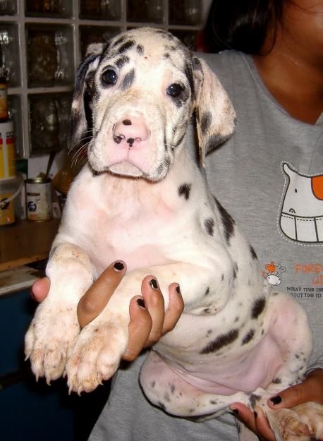 CACHORROS DE DOGO ALEMAN