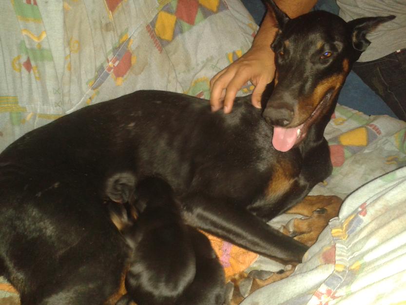 Excelentes cachorros doberman