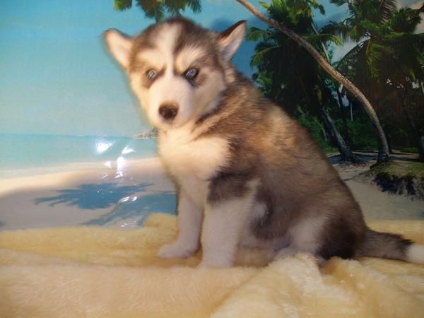 OFERTON! Camadita de Huskys siberianos po 450