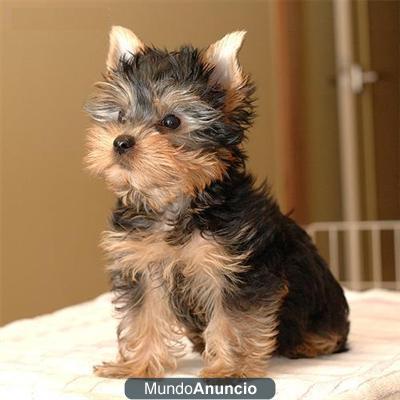 REGALO CACHORROS TOY , DE YORKSHIRE TERRIER MACHO Y HEMBRA