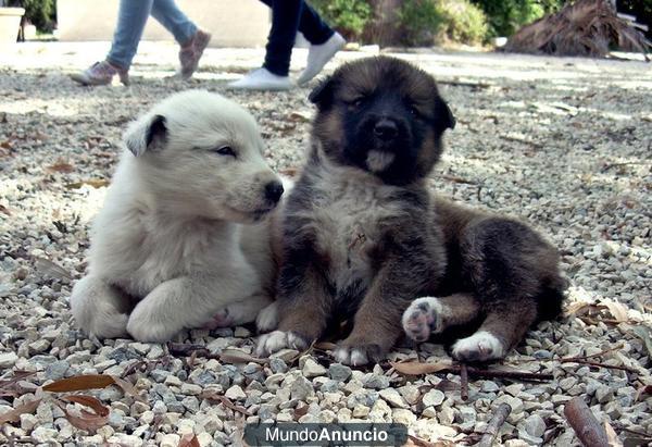 Se regalan cachorros en Murcia.