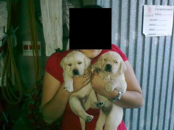 ULTIMAS CACHORRITAS DE LABRADOR CON PEDIGREE 300 EUROS