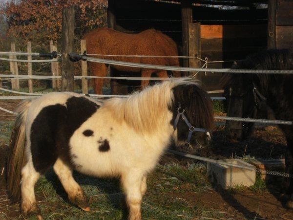 Vendo pony minishetland precioso
