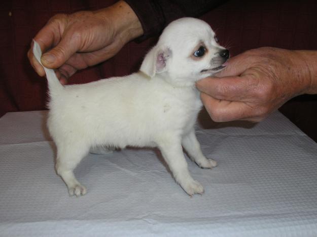 vendo varios cachorros de chihuahuas son superminiaturas hembras y machos color blanco