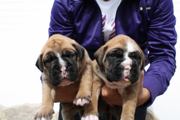 boxer hembra y macho