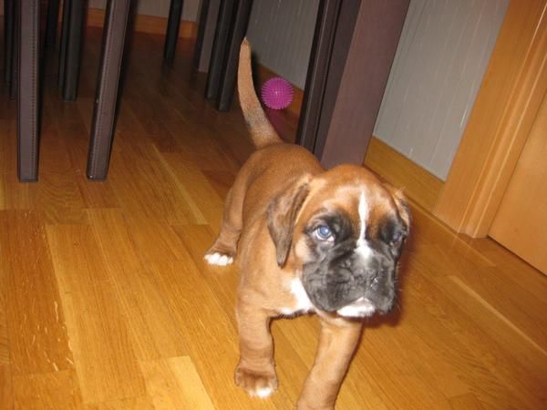 BUSCO HOGAR PARA DOS BOXER HEMBRAS DE MES 1/2