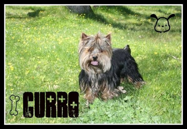 BUSCO NOVIA YORKSHIRE TERRIER