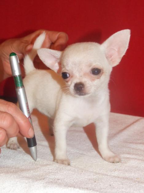 CACHORRITA DE CHIHUAHUA MINI TOY