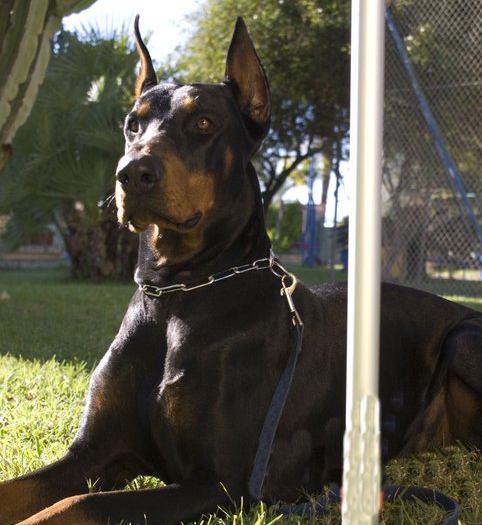 CAMADA DOBERMAN