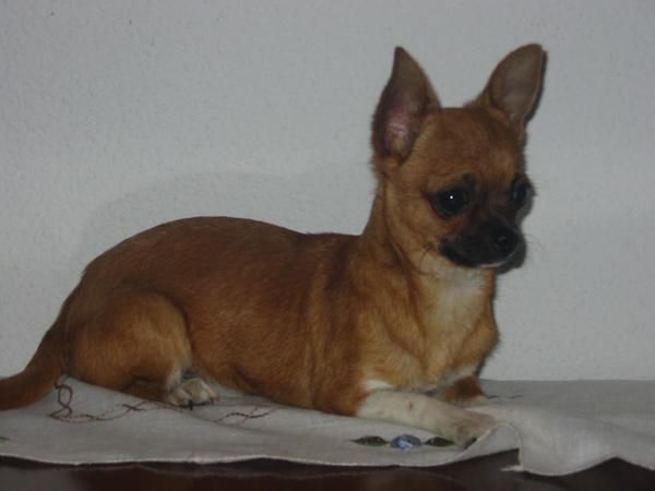 Chihuahuas,macho y hembra de tres y cinco meses.