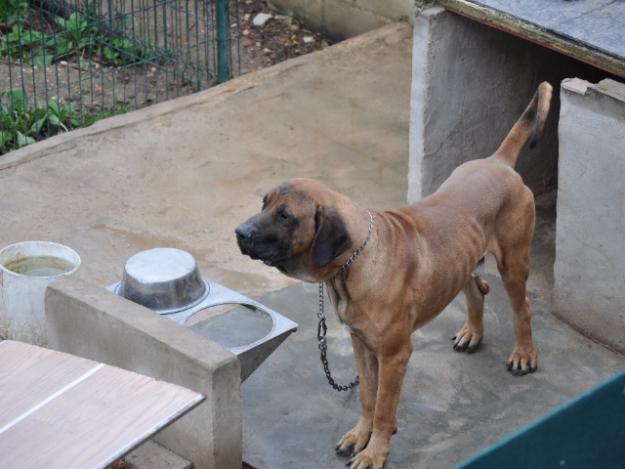 Fila Brasileiro cachorros nacidos el 30/12/2010