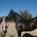 Frisón GELDING CABALLO CAMPEON