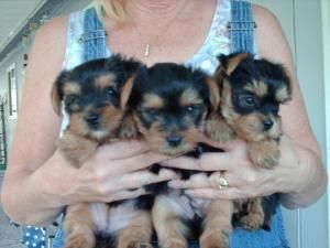 Lindo y adorable cachorros de Yorkshire terrier disponibles