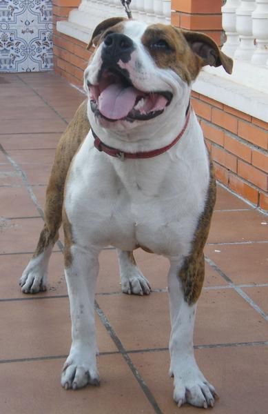 se vende camada de american staffordshire