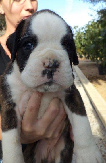 Boxer preciosas cachorras