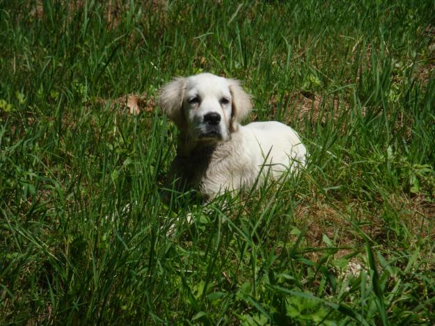 cachorra de golden retriver