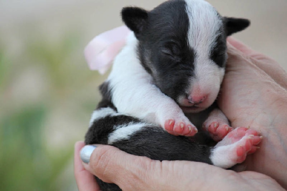 Cachorrita Bull Terrier Miniatura