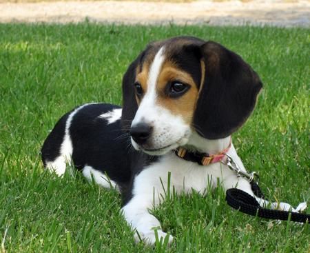 CACHORROS BEAGLE