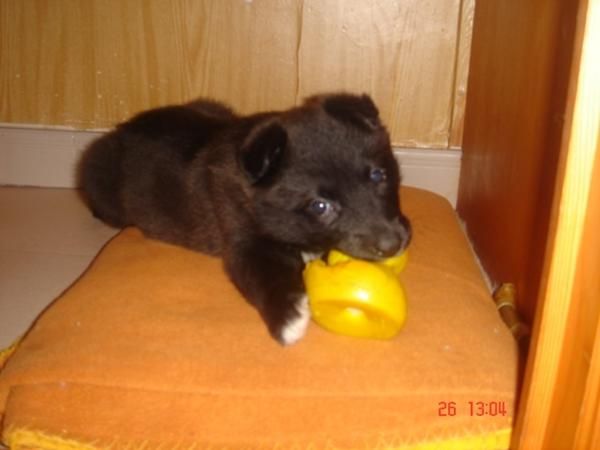 cachorros perro de 6 semanas en adopcion. tamaño grande de adulto.