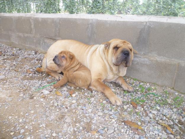 Excelente camada Shar-pei americano