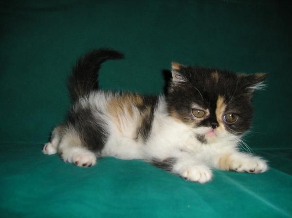 Gatita exotica disponible