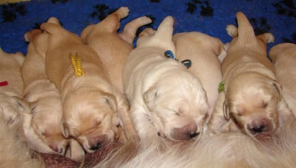 Golden retriever hijos y nietos de Campeones