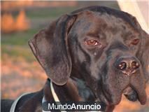 perros de caza,pointer los matorrales