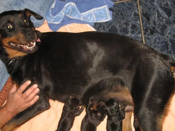 Rottweiler hembra