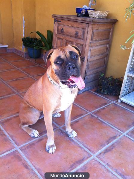 Se busca boxer macho