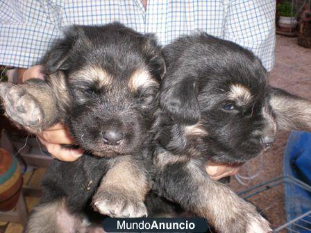 SE REGALAN CACHORRITOS