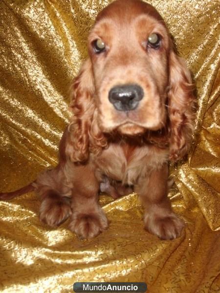 COCKER  SPANIEL-GARANTIA AQUANATURA – Cachorros, Perros