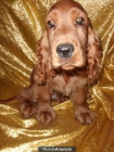 COCKER SPANIEL-GARANTIA AQUANATURA – Cachorros, Perros - mejor precio | unprecio.es