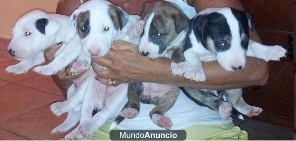 Vendo cachorros bull terrier, hembra o macho