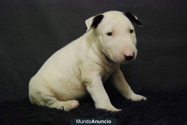 Bull terrier Miniatura & standard, dos camada disponibles¡