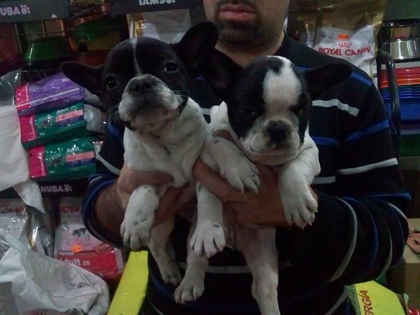 CACHORRITOS DE BULLDOG FRANCES HEMBRA, 550 EUROS