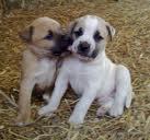 cachorros de alano español