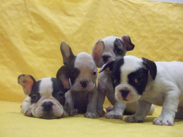 CACHORROS DE BULLDOG FRANCES, VARIEDAD DE COLORES, EXCELENTES!!