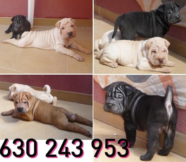 cachorros de sharpei muy bonitos 450