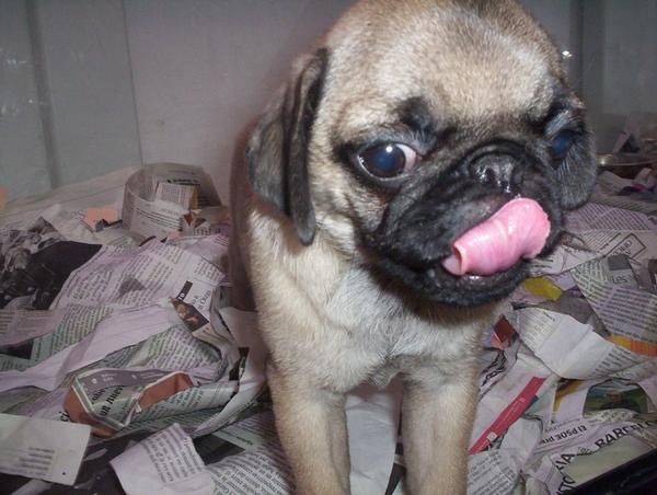 CARLINO O PUG, perros, cachorros, criadero, venta.   Raza muy antigua, probablemente originaria de China, cuyos orígenes