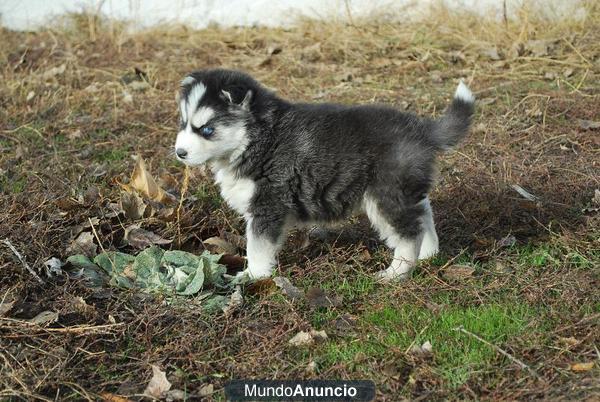 Husky Siberianos Con 2 Meses Preciosa Flor de lis... con Pedigre