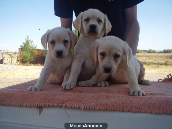 labradores retriever amarillos .