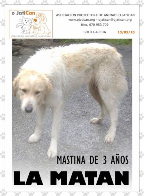 MASTINA EN LA CUERDA FLOJA. ACOGIDA YA!! (GALICIA)