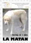 MASTINA EN LA CUERDA FLOJA. ACOGIDA YA!! (GALICIA) - mejor precio | unprecio.es