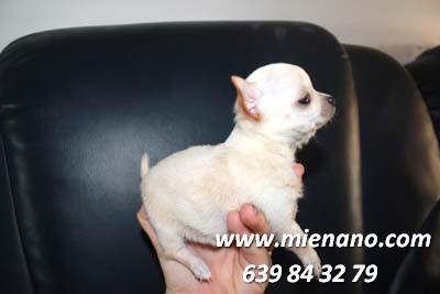 PERRITOS MONISIMOS DE CHIHUAHUA TOY,  PUEDES VER TU CACHORRO POR NUESTRA WEBCAM