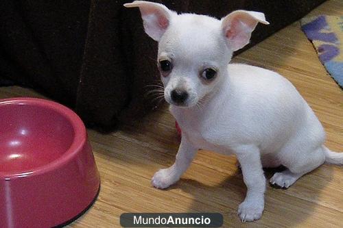 Regalo Blanco y negro Chihuahua Cachorros Para Adopción